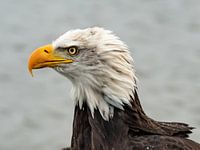 portret Amerikaanse zeearend