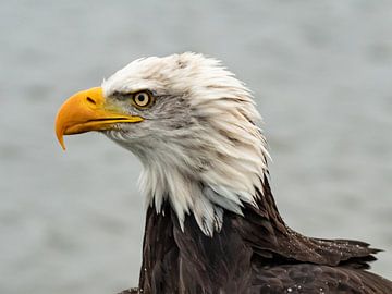 portret Amerikaanse zeearend van Arie Jan van Termeij