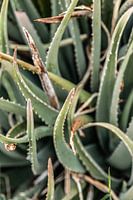Poésie succulente
