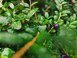 Immergrüne Heckenkirsche im Regen von Nuran Varli