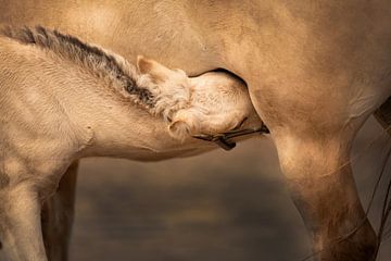 foal drinks at mother by Kim van Beveren