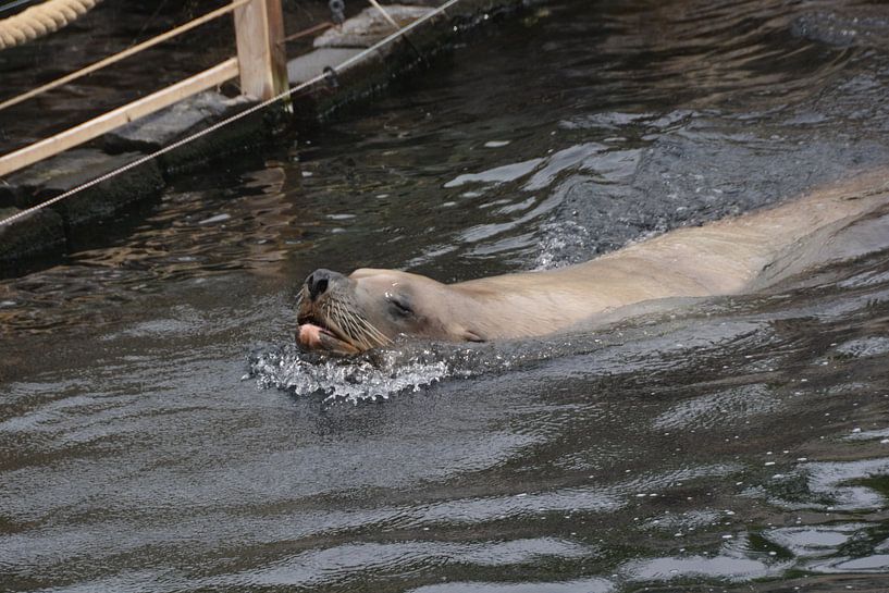 Seal by gerald De Lignie