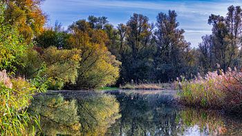 Biesbosch Herbstfarben vom Wasser aus gesehen