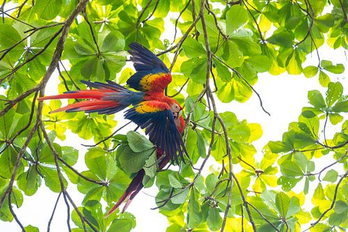 Ontmoeting in het regenwoud – Scharlakenara's op het schiereiland Osa
