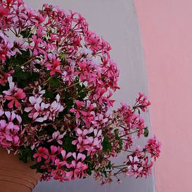 Roze bloemen aan  roze muur van Annelies van der Vliet