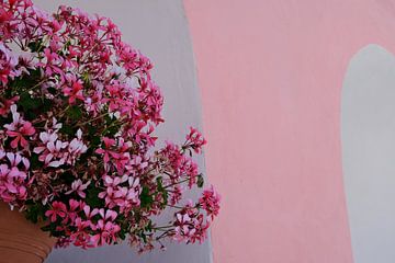 Roze bloemen aan  roze muur van Annelies van der Vliet