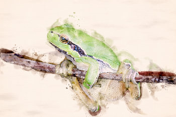 Laubfrosch (Aquarellbearbeitung)