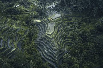 Rijstterrassen – Luchtfoto van Bali's Groene Landschap van Dylan Shu Photography
