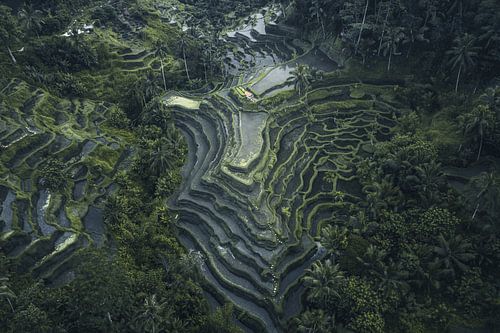 Rijstterrassen – Luchtfoto van Bali's Groene Landschap