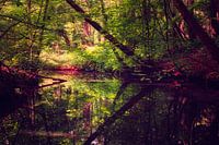 Reflecties in het Spanderswoud