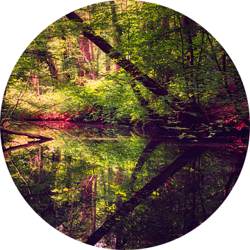 Reflecties in het Spanderswoud van gooifotograaf