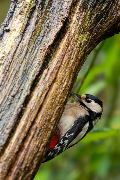 Great spotted woodpecker by Peter Bartelings