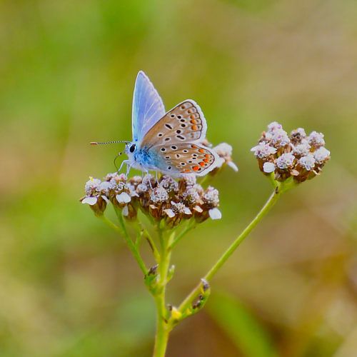 De kleine vlinder Icarus blauwtje