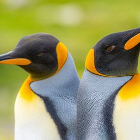 South Georgia's king penguins by Rudy van Miltenburg