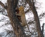 Leopard after successful hunt in Namibia, Africa by Patrick Groß thumbnail
