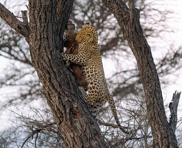 Luipaard na succesvolle jacht in Namibië, Afrika van Patrick Groß