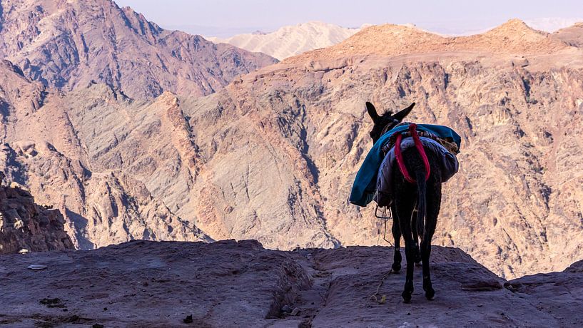 Ezel op de weg naar Petra, Jordanië van Jessica Lokker