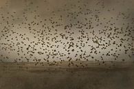 A flock of birds takes off by Anouschka Hendriks thumbnail