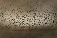 Een zwerm vogels stijgt op
