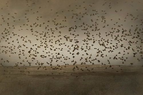 A flock of birds takes off