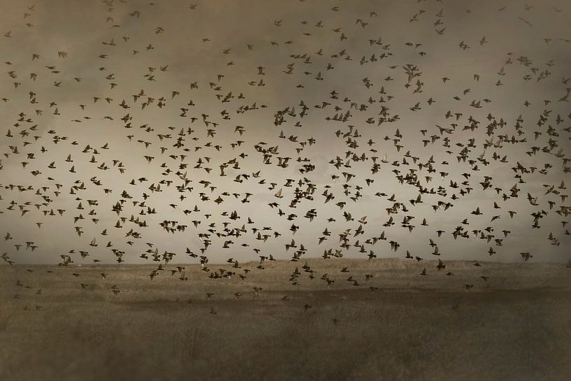 A flock of birds takes off by Anouschka Hendriks