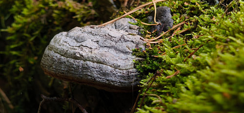 Textured Tree Fungus and Moss