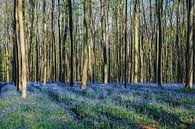 Forest "bluebells" by Michael Schwan thumbnail