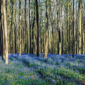 Forest "bluebells" van Michael Schwan