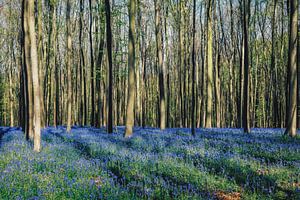 Forest "bluebells" van Michael Schwan