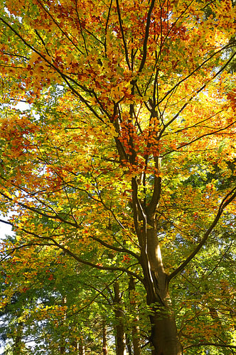 Majestic beech tree lights up with the morning symphony of autumn colors.