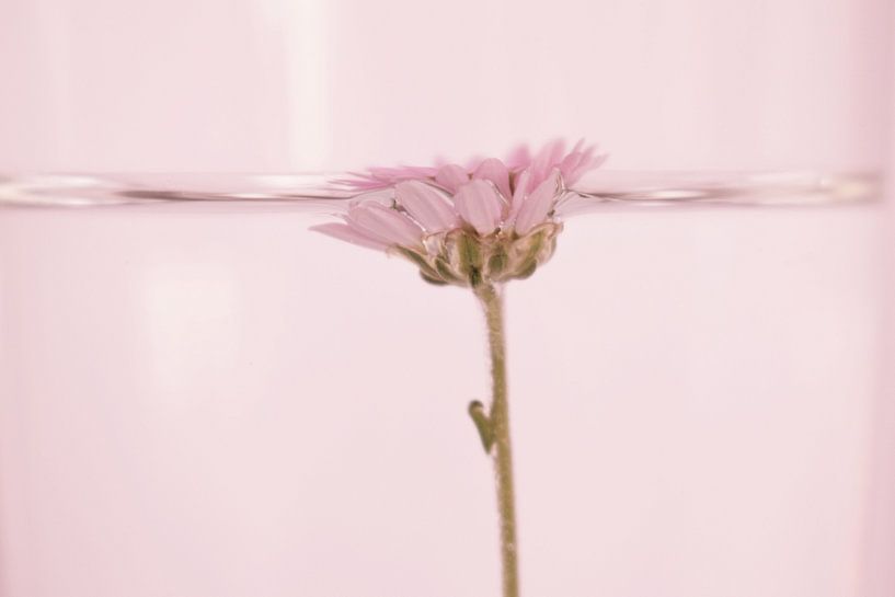 bloem in water van Manon Sloetjes