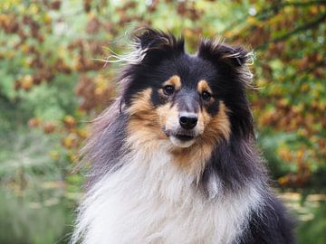 Portret van een sheltie hond van Moniek Op den Camp