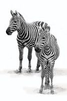 Zebra met  jong, zwart-wit (Dierenpark Emmen)