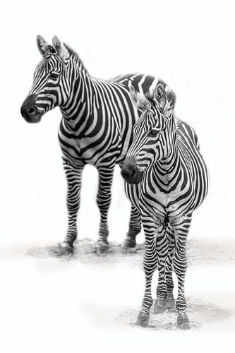 Zebra met  jong, zwart-wit (Dierenpark Emmen)