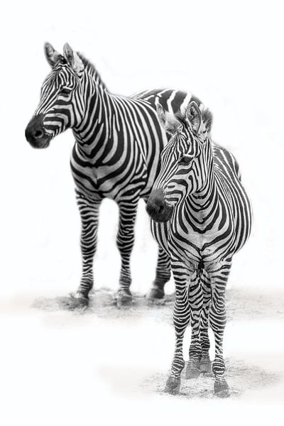 Zebra met  jong, zwart-wit (Dierenpark Emmen) van Aafke's Art
