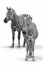 Zebra met  jong, zwart-wit (Dierenpark Emmen) van Aafke's Art thumbnail