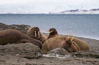 Slagtanden van de Walrussen van Merijn Loch thumbnail