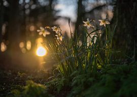 Blumen Teil 102 von Tania Perneel