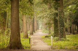 Woodland lane with bridge by KB Design & Photography (Karen Brouwer)