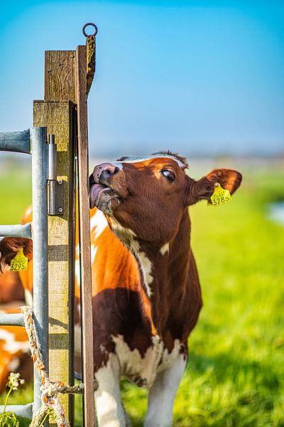 Cow by Richard Nell