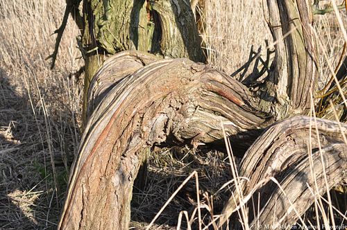 gebogen boomstronk