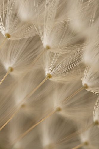 Landelijk sfeertje: De pluisjes van een paardenbloem van onderaf