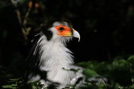 Secretarisvogel van Rodney Pauwels