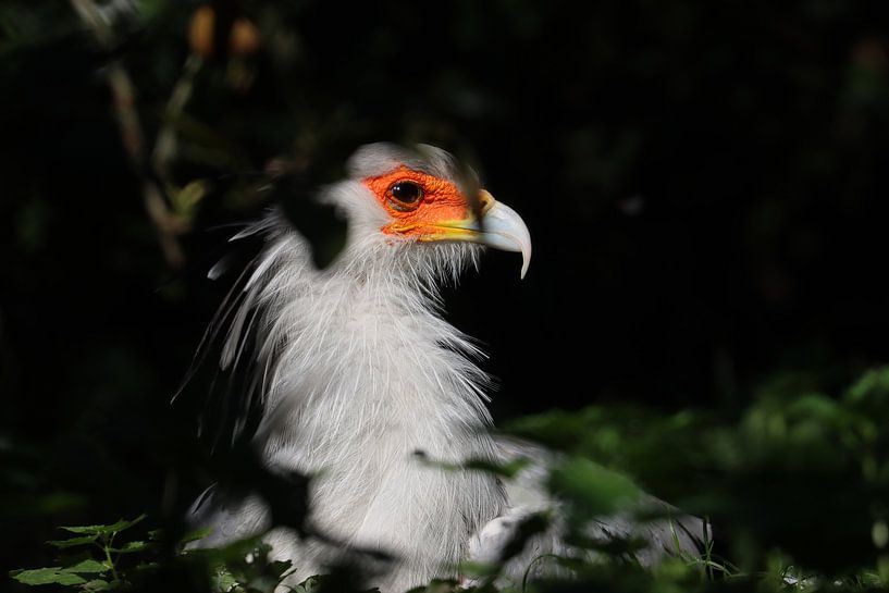 Secretary Bird by Rodney Pauwels