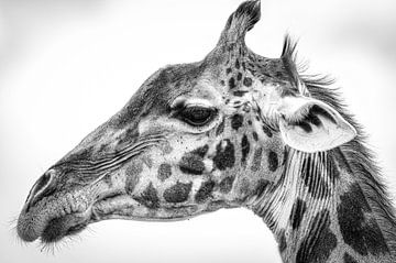 Maasai giraffe, Jeffrey C. Sink van 1x