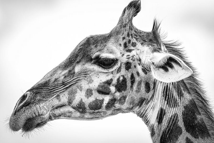 girafe Masaï, Jeffrey C. Sink par 1x