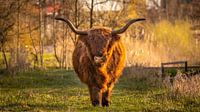 Highlander