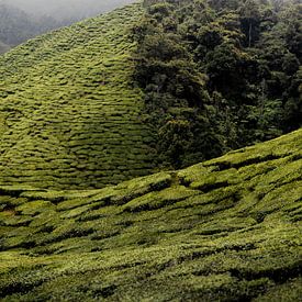 Grenzüberschreitende Teeplantage und Wildnis, Malaysia von Paul Hemmen