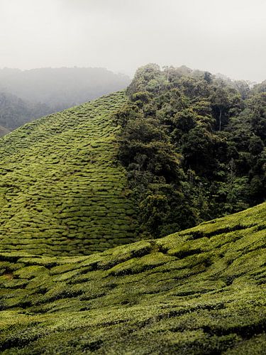 Tea plantation, Cameron Highlands, Malaysia