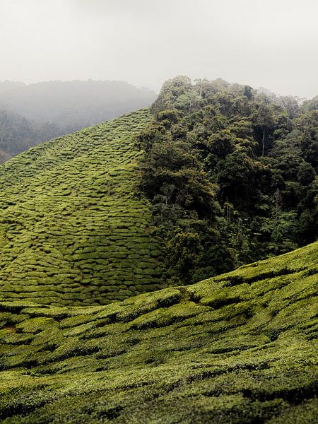 Grenzüberschreitende Teeplantage und Wildnis, Malaysia von Paul Hemmen